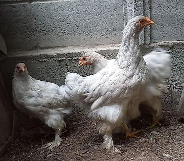 брамо: Продаю | Куры | Брама | Для разведения — 1
