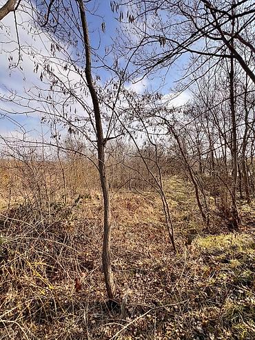 Torpaq sahələrinin satışı: Kənd təsərrüfatı -da lalafo.az — 5 Torpaq sahələrinin satışı: Kənd təsərrüfatı — 5