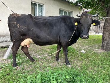 коровы животные: Продаю | Корова (самка) | Для разведения, Для молока | Искусственник
