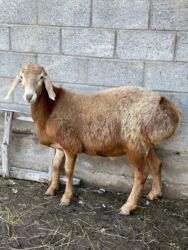 продажа баранов в бишкеке: Продаю | Баран (самец) | Арашан | Для разведения | Осеменитель