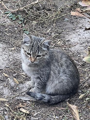 Үй жаныбарлары: Котята домашние, от кошки на фото. 3 котенка - Возраст: примерно — 2