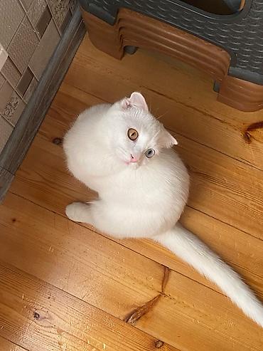 sarı pişik: Şotland — 2
