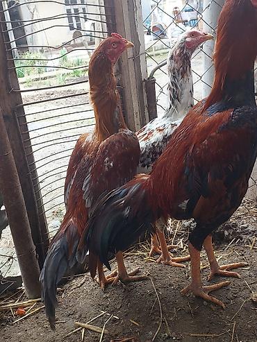 Xoruzlar: Xoruz, il: <1, Ödənişli çatdırılma — 9