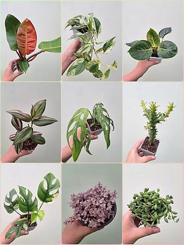 💚 Комнатные растения (детки/молодые растения). 🪴 Названия и цены
