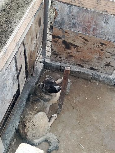 alman ovçarkası satılır: 1 il, Erkək, Peyvəndli, Ödənişli çatdırılma — 1