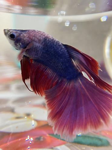 cat şuşə: Betta (Petuşok balığı), Sülhsevər — 3