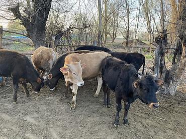 Коровы, быки: Продаю | Бык (самец) | На откорм — 18