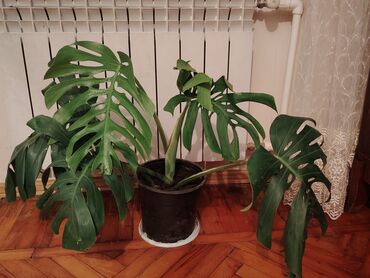 Деревья: Monstera Deliciosa bitkisi, böyük, parlaq, tünd yaşıl yarpaqları ilə
