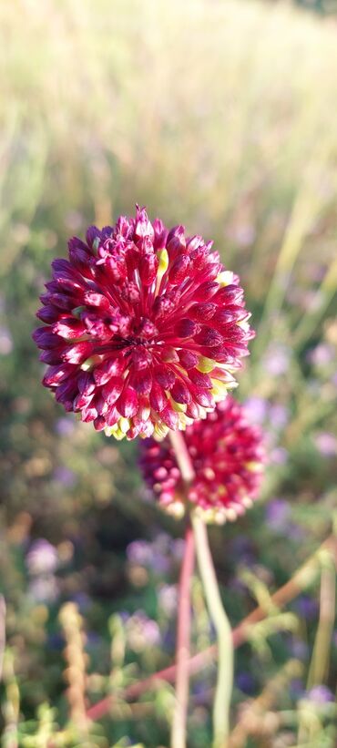 Bal: Müalicəvi Göyçay qaratikan balı 100% tam təbii baldır. Süzülmə bal — 23