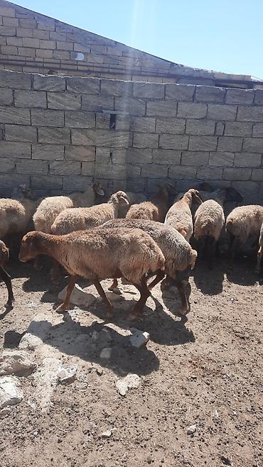 cins qoyunlar satilir: Məhsul: 30 başQoyun sürüsü Təsvir: - Yerli ətlik-yunlu tipli — 6