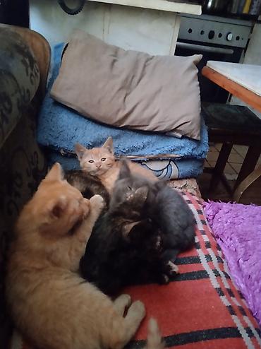 ​🐾 ОТДАДИМ КОТЯТ В ДОБРЫЕ РУКИ! 🐾 ​Малыши уже подросли, стали очень