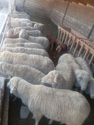 бельгийская овчарка малинуа цена бишкек: Продаю | Баран (самец) | Меринос | Для разведения | Матка at lalafo.kg бельгийская овчарка малинуа цена бишкек: Продаю | Баран (самец) | Меринос | Для разведения | Матка