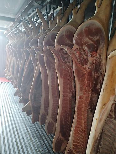 лук опт: Карбонат свинина - Свежая продукция напрямую от поставщика. - — 2