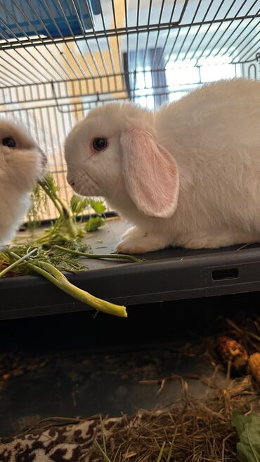 кролики декоративные: Французский баран - осталось два мальчика -белый и рыжий… и одна