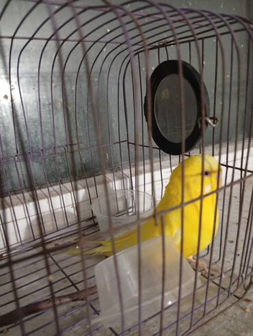 Срочно продам попугая(девочка).1годик.красивая.отлично поета