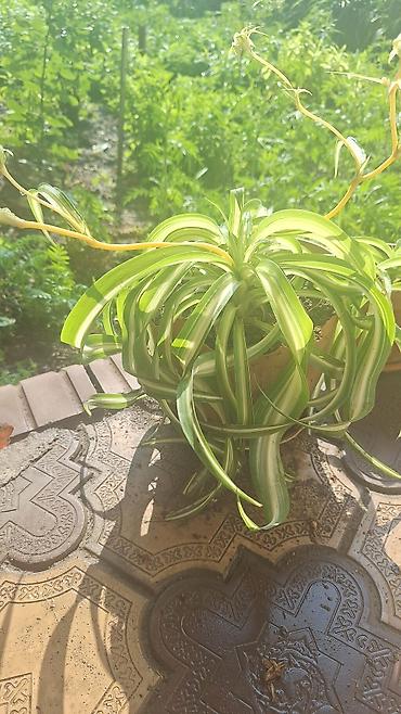 Денежное дерево: Г.Ош продаю цветы по 250 сом — 6