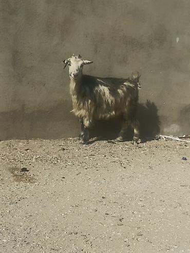 Keçilər, çəpişlər: Salam Sağlam Keçidi 3 qarın Partdam kökü Heyvadi rahat ət olar 14 15 — 1