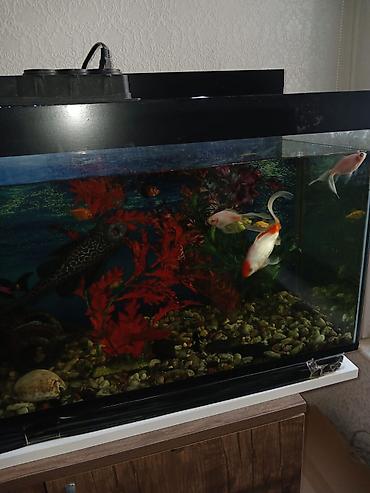 akvarium satilir: Salam. 21 ədəd balig akvariumnan bir yerdə satilir. Əlagə nömrəsi 050 — 4