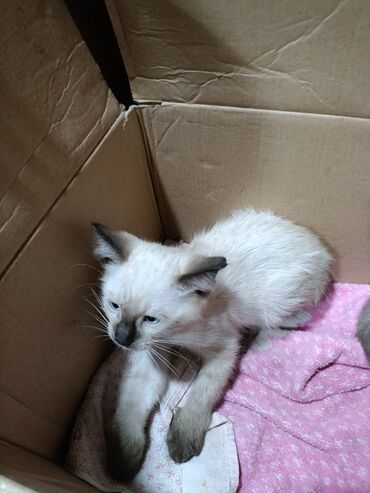 русская голубая кошка цена: Сиамская, Самовывоз