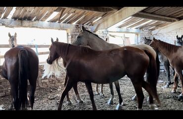 Лошади, кони: Продаю | Кобыла (самка)