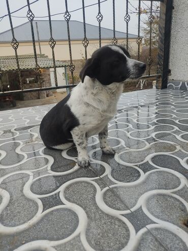 İtlər: Zvonok, 8 ay, Dişi — 11