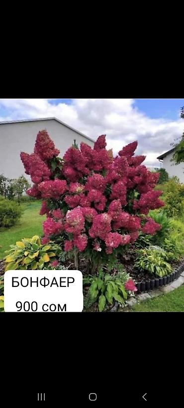 Гортензия: Саженцы — 15
