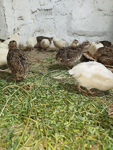 akvarium satisi: 19eded yumurtlayan bildircinlerdi. 14u texas(ag reng olan)5i — 5