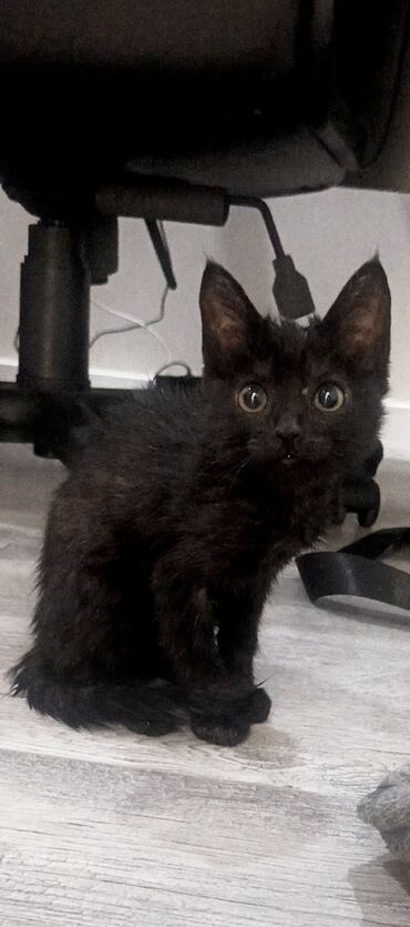 котенок в добрые руки: Кошка даром: Беспородная, 2 месяца, Мальчик, Приучена к лотку, Проглистована