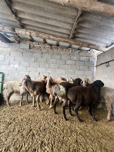 Бараны, овцы: Продаю | Баран (самец) | Для разведения | Племенные — 15