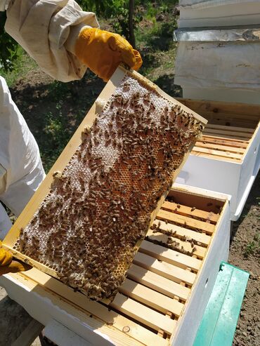 K/t heyvanları və malları: Arı satışı, Arı ailəsi, Arı Hər cins arı mövcuddu F1 ana arılarla