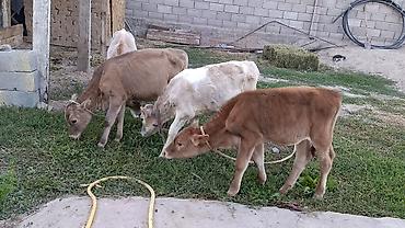тайган собаки: Сатам | Кунаажын | Алатоолук | Сүт алуу үчүн — 5
