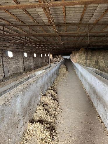 İcarəyə binalar: Torpaq sahəsi icarəyə verilir. Hövsan qəsəbəsində yerləşən ferma — 7