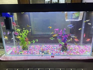 akvarium balıq novləri: Akvaryum komplekti – dekorativ tropik balıqlar ilə balaca akvaryum — 1