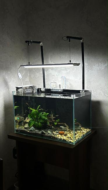 akvarium filter: Dördbucaq akvarium, Balıqlarla birlikdə, 100 l — 1
