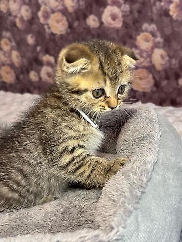 Pişiklər: Şotland yastı qulaq, Erkək, Dişi, Yaxşı əllərə, Ünvandan götürmə, Pulsuz çatdırılma, Ödənişli çatdırılma — 2