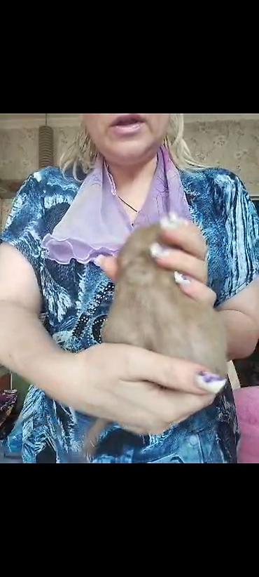 Крысы: Питомник крыс Rat Haus Love . Предлагает пару молодых крыс . Мальчик — 25