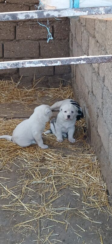 İtlər: Alabay, 1 ay, Erkek, Peyvəndli, Ödənişli çatdırılma — 8