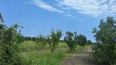 Torpaq sahələrinin satışı: 508 sot, Kənd təsərrüfatı, Kupça (Çıxarış) — 12