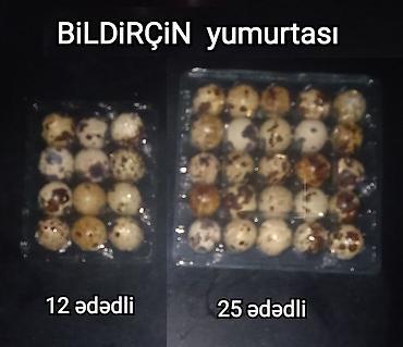 Quşlar: Bildriçin yumurtası. Sən hələ bildirçin yumurtalarına baxıb “Bu — 1