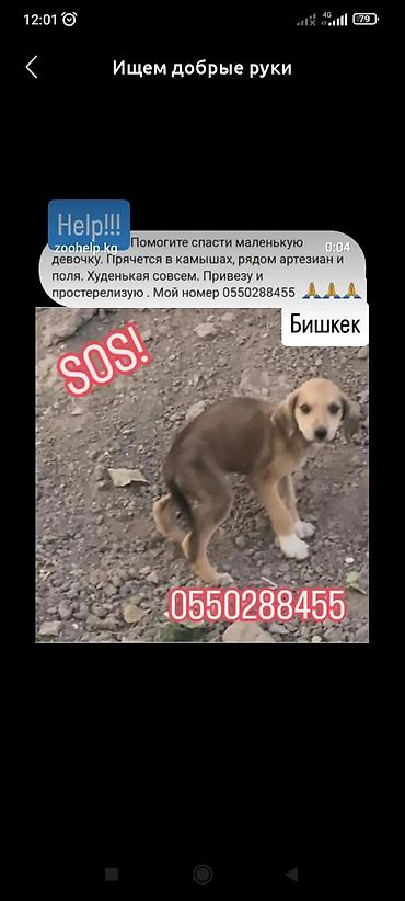 Отдам даром собаку: Собака даром: Алабай, 6 месяцев, Самец — 9