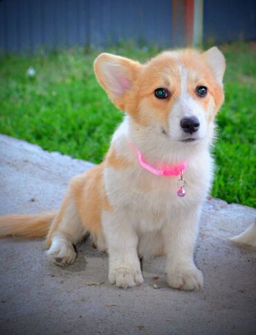 Psi: Prelepi štenci Welsh Corgi Pembroke, od odličnih roditelja: D.O.B — 11