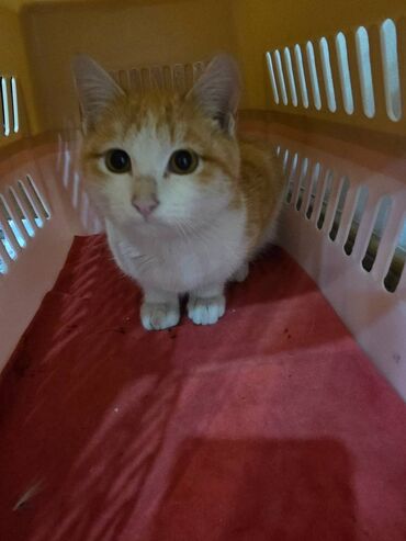 показы 1 354 72 договорная кошка даром британская короткошёрстная 1 год мальчик метис 2 позвонить написать: Мышык бекер берилет: Породасыз, 6 айлык, Эркек, Бычылган, Лотокко барууга үйрөтүлгөн, Курттардан тазаланган