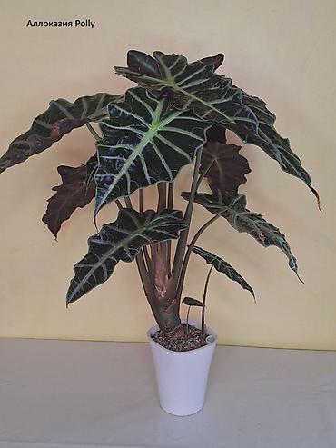 Другие комнатные растения: #Аллоказии/Сингонеумы/ Прочее-Домашние - Адаптированные!!! — 8