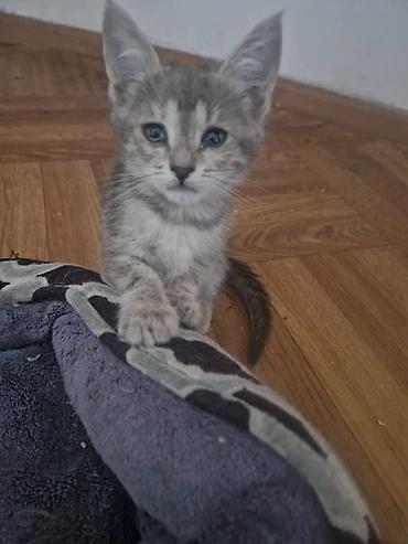 донской сфинкс: Котёнок, домашний любимец. - Окрас: серо-кремовый табби с светлыми — 1