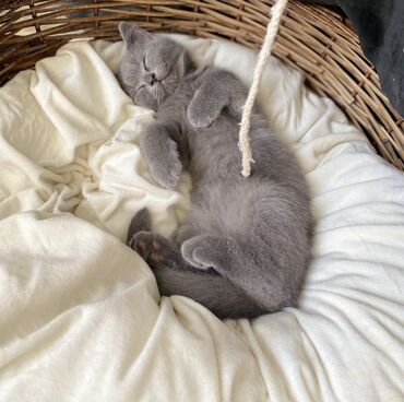 Pişiklər: Şotland, Dişi, Erkək, Ünvandan götürmə — 13