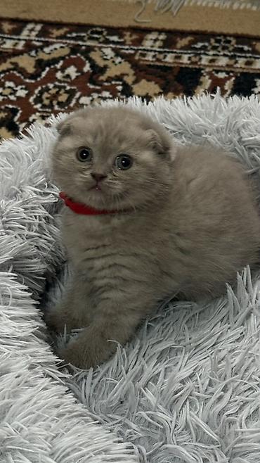 Продажа кошек: Шотландский чистокровный вислоухий котёнок (Scottish Fold),девочка — 5