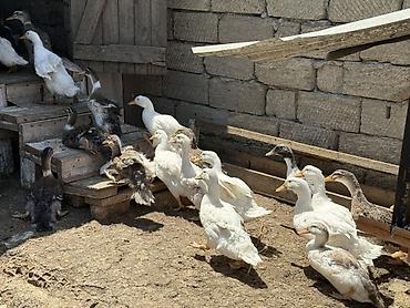 lal ordek balalari: Məhsul: Ördəklər (təsərrüfat üçün) Yerli ördəklərdi 3 aya yaxndılar — 1