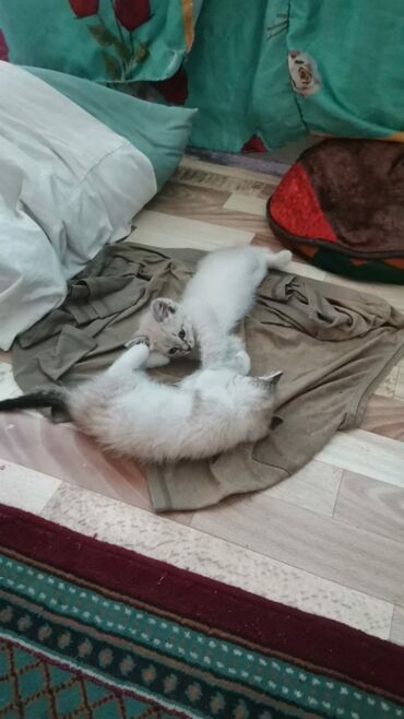 добро: Кошки милые отдам в добрые руки срочно связи с переездом