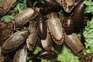 калифорнийские черви цена: Мраморные тараканы 12 сом/шт. Взрослая особь (основа колонии, с