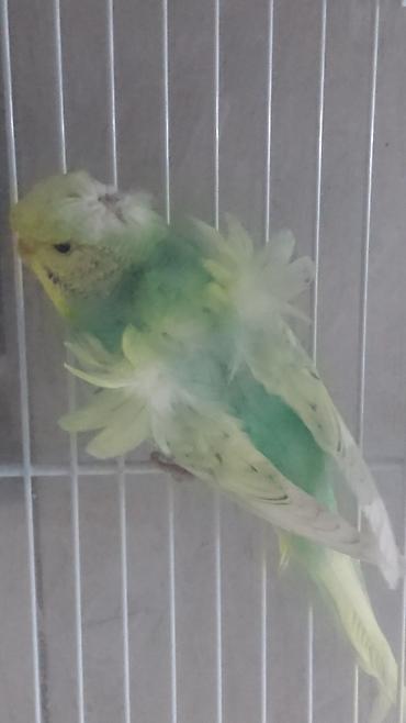 Tutuquşları: Yanaqsiz karellalar və yaponi̇clər satişdadi
yaponiclər cüt 80 azn -da lalafo.az — 6 Tutuquşları: Yanaqsiz karellalar və yaponi̇clər satişdadi
yaponiclər cüt 80 azn — 6